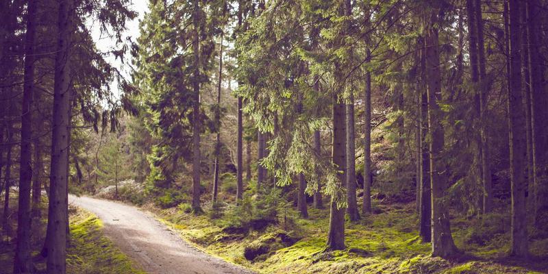 DVD Video Compression终极指南：免费与商业软件的功能、编码与支持全解析