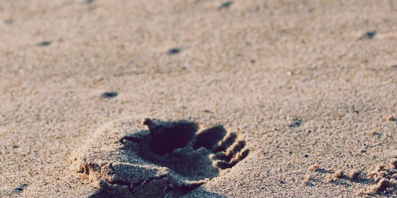 DVD压缩软件终极指南：如何免费高效压缩DVD文件