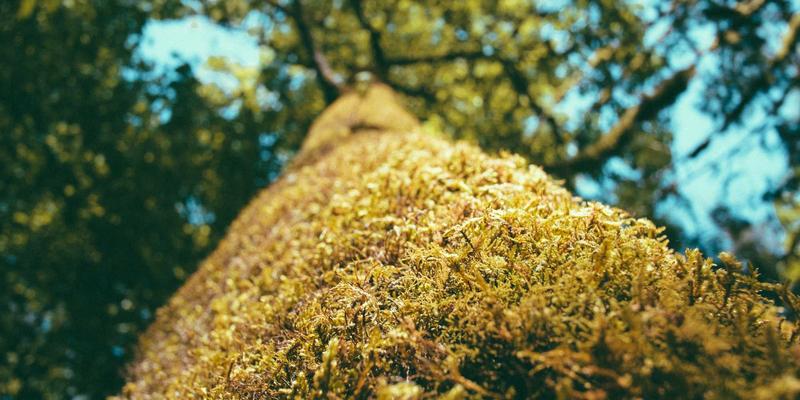 DVD压缩软件终极指南：高效备份与保存珍贵视频